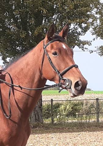 Hongre selle français 4 ans 1.73m