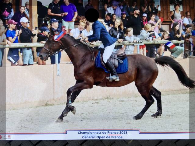 Vends jument belgian warmblood 2010