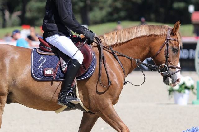 à vendre hongre 7ans par very star kerveyer