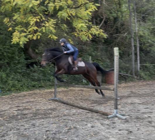 Top jument 6 ans