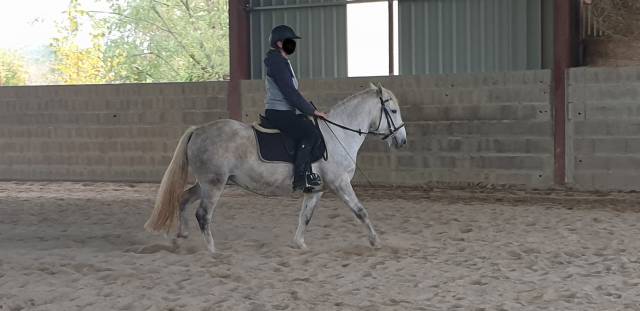 Jument camargue pp 4 ans et demi