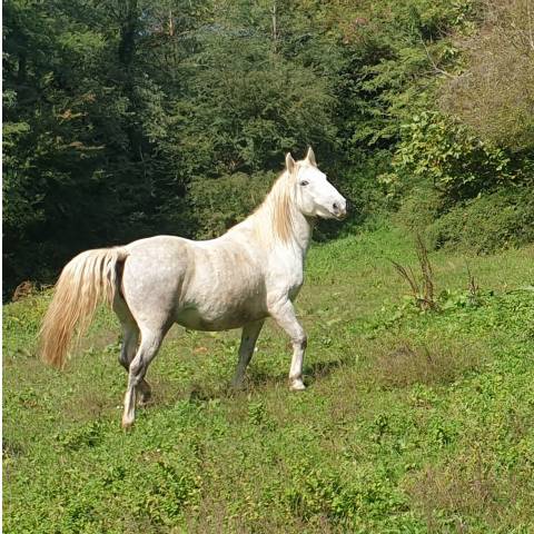 Jument camargue pp 4 ans et demi