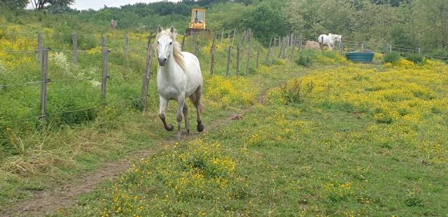 Jument camargue pp 5 ans