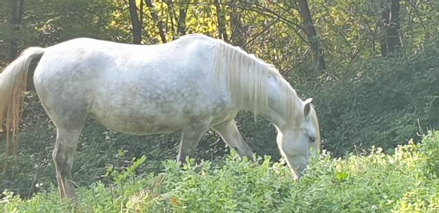 Jument camargue pp 4 ans et demi