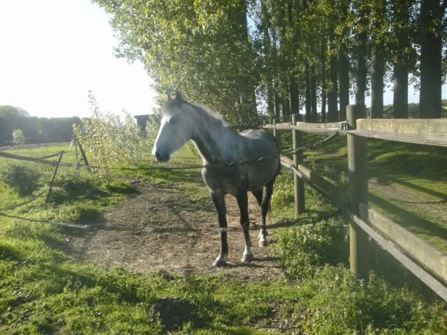 Hope, croisée welsh connemara