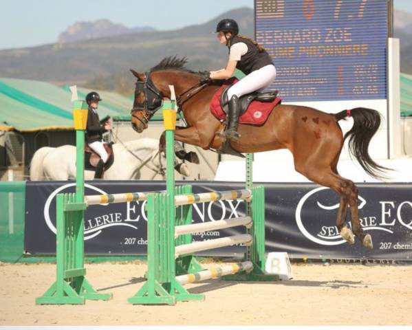 Top cheval a vendre