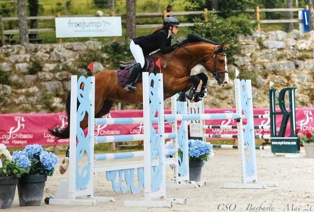 Magnifique étalon de 14 ans bw maître d’école