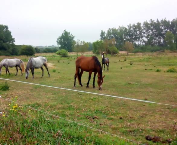 Jument-poulinière ps bai