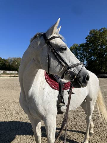 Cheval de sport sf par padock du plessis