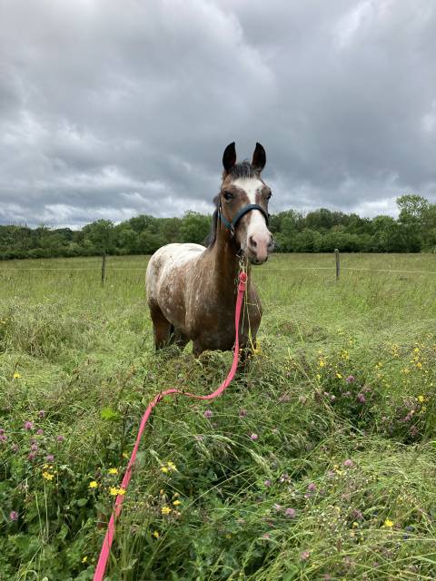 Poney à louer