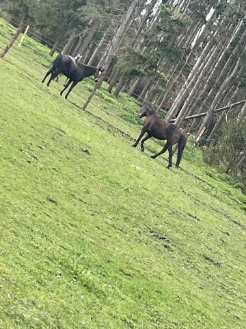 Pension prés/boxe - 27320 nonancourt