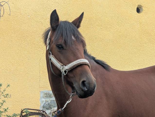Hongre connemara 5ans