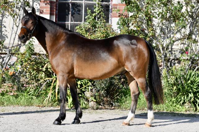 Poney par safran landai