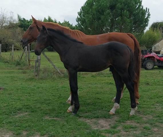 Foal par pégase van't ruytershof 