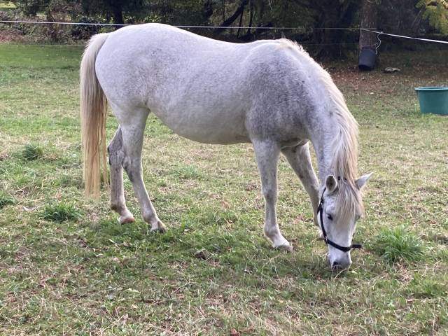 Poulinière pfs pleine de blue tinka tilia