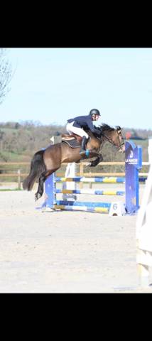 Etalon isabelle new forest taille d pour saillie en iac