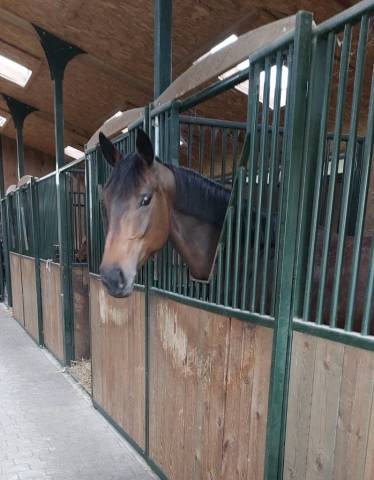 Très belle jument selle française