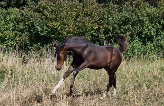 Adorable foal