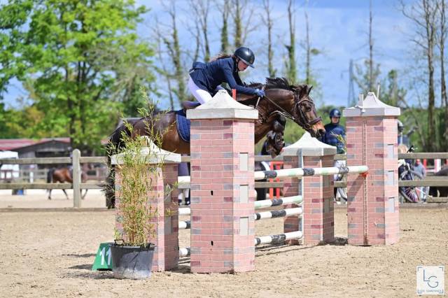 Poney à vendre ou à louer