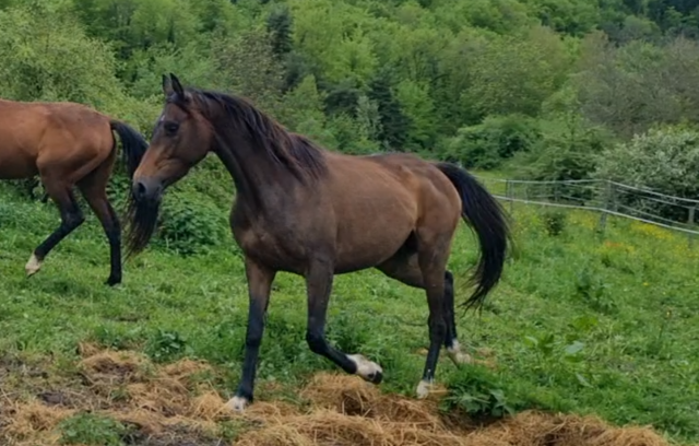 Lapis, jument arabo téké x ps anglais