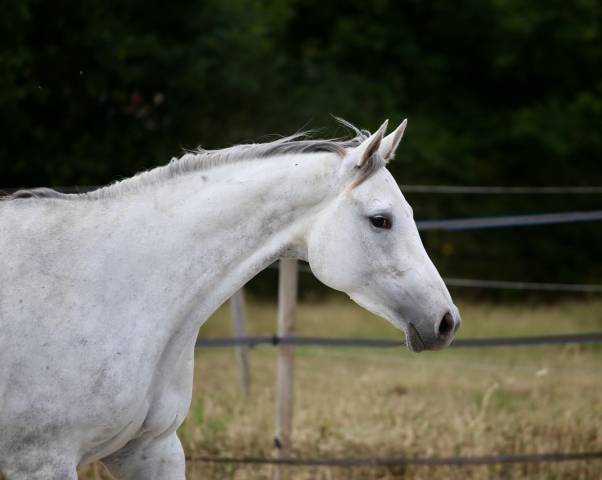 Epona du rheu