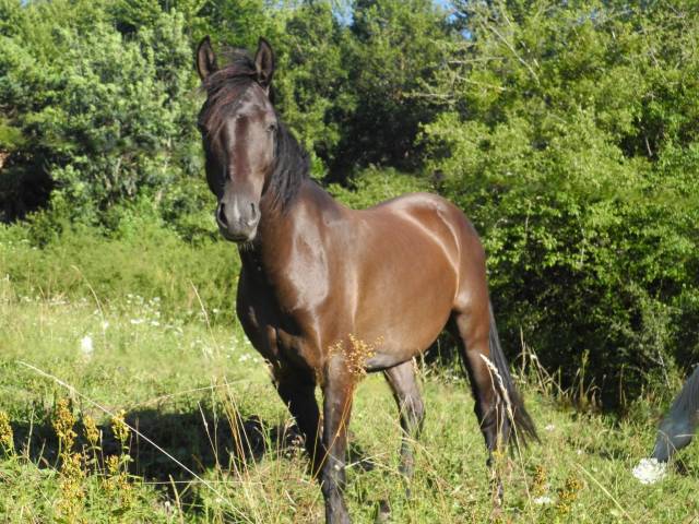 Ilik,, hongre akhal téké x whelsh cob