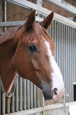Super cheval d’amateur 