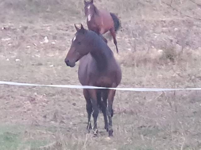 Cheval pur sang anglais