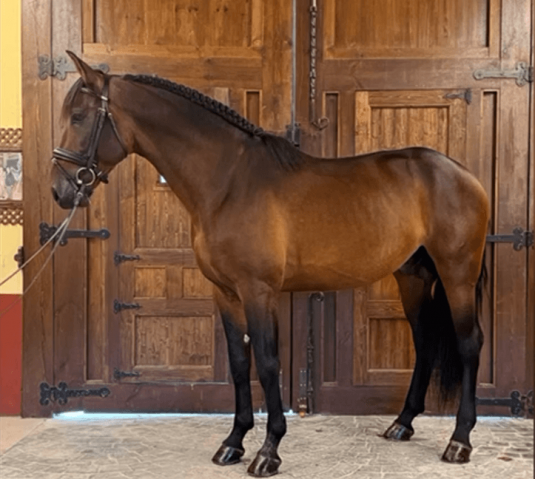 Astuto:un jeune diamant avec le potentiel du grand prix