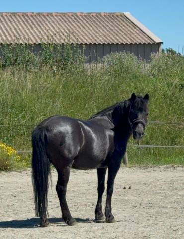 Poney c cso