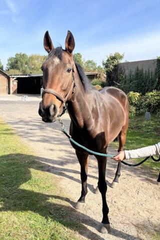 à vendre cheval aqps 8 ans