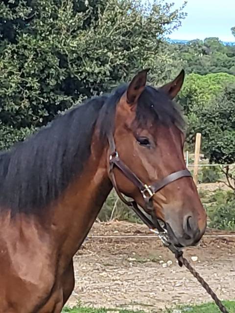 Pouliche pure race espagnole