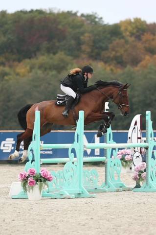Jument grande qualité-selle français 6 ans 