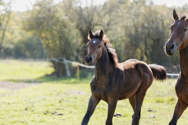 Pouliche selle français 