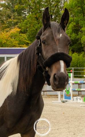 Syrius 3 ans