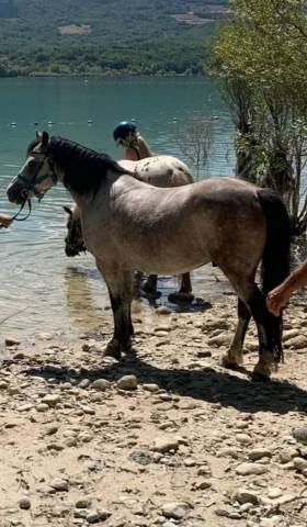 A vendre super poney oc