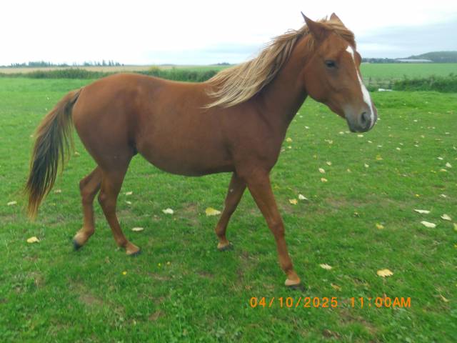 Pouliche