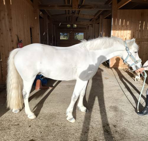 Poney d à louer , très gentil 