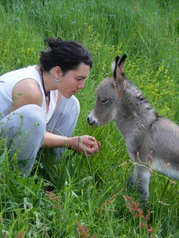Anes sardes et miniatures mediation et compagnie