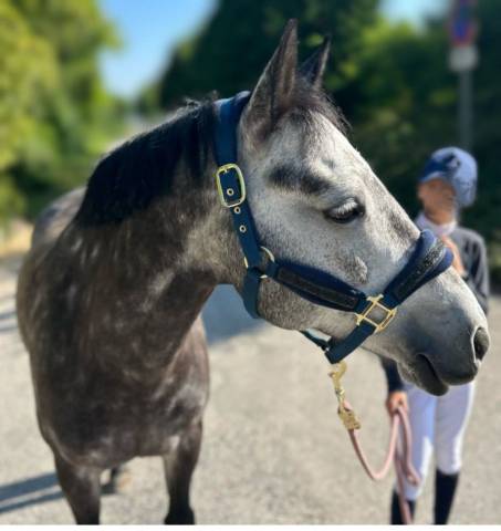 Ponette c