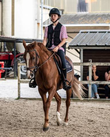 Cheval à vendre 