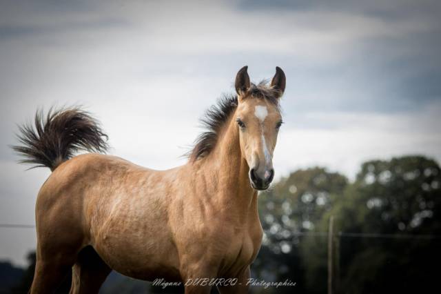 Pouliche sf isabelle