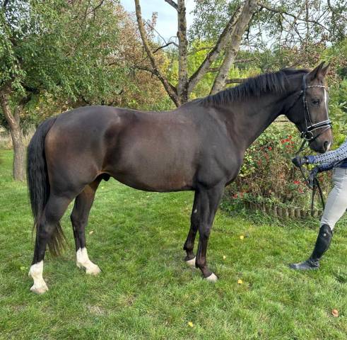 Trois très belles allures