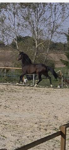 A vendre:  hongre, 6 ans kwpn, dressage