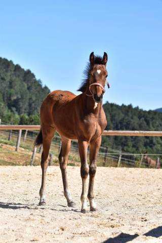 Orlaya - adorable pouliche baie