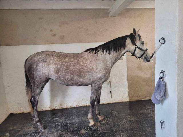 Poulinière mylord carthago x armitage boy