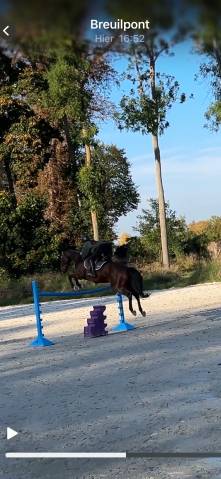 Dp sur hongre sf de 8 ans