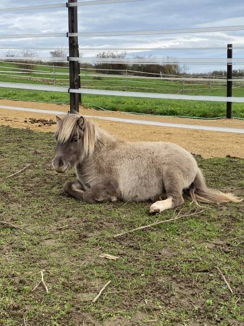 Jument cheval miniature américain, 4 ans – robe silver 