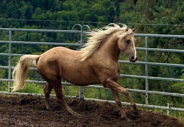 Paint horse solid palomino