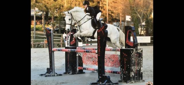 Cheval à vendre - hongre maitre d'école de 17 ans